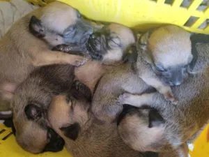 Cachorro raça Vira lata idade Abaixo de 2 meses nome 4 filhotes