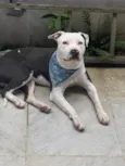 Spot 