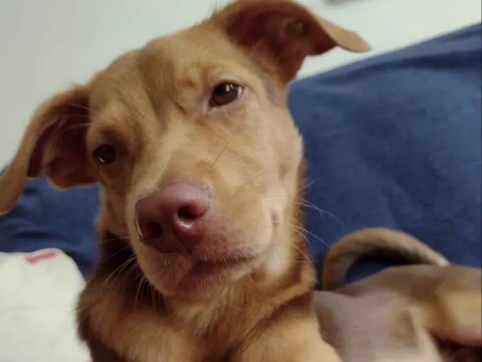 Cachorro raça Srd idade 2 a 6 meses nome Carmelo