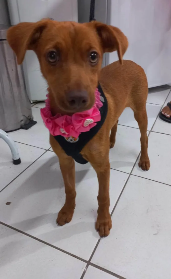 Cachorro ra a SRD-ViraLata idade 2 a 6 meses nome Cacau