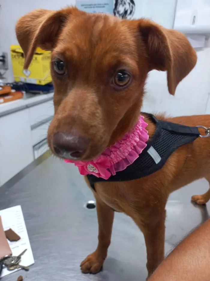 Cachorro ra a SRD-ViraLata idade 2 a 6 meses nome Cacau