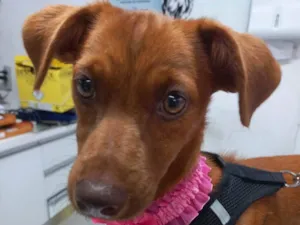 Cachorro raça SRD-ViraLata idade 2 a 6 meses nome Cacau
