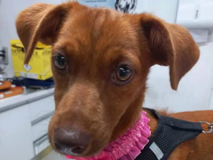 Cachorro ra a SRD-ViraLata idade 2 a 6 meses nome Cacau