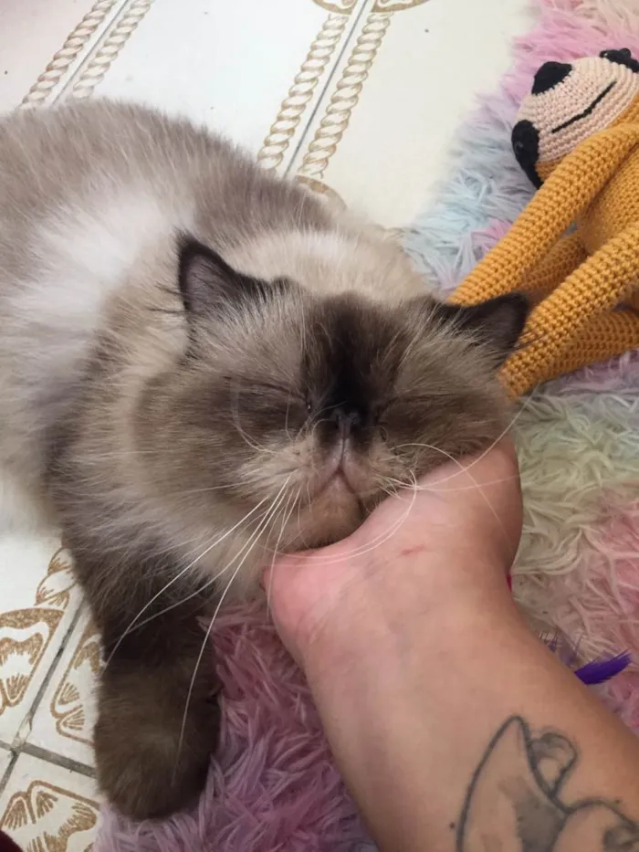 Gato raça Persa idade 3 anos nome Nobel