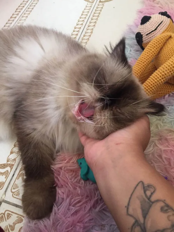 Gato raça Persa idade 3 anos nome Nobel