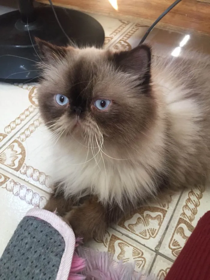 Gato raça Persa idade 3 anos nome Nobel