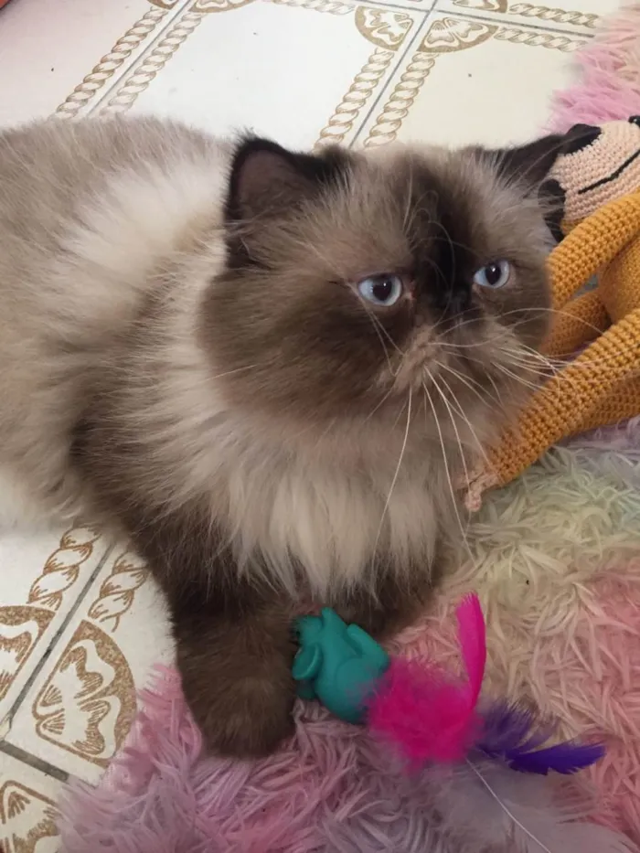 Gato raça Persa idade 3 anos nome Nobel
