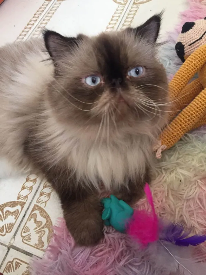 Gato raça Persa idade 3 anos nome Nobel