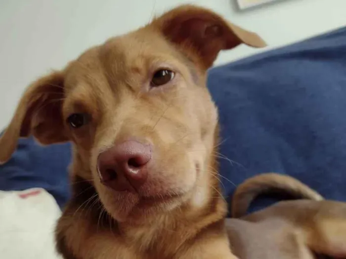 Cachorro ra a Srd idade 2 a 6 meses nome Carmelo