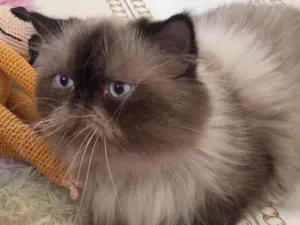 Gato raça Persa idade 3 anos nome Nobel