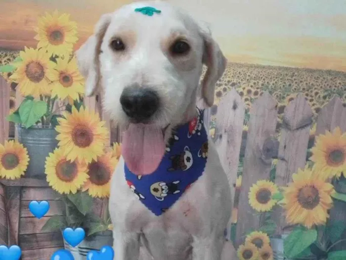 Cachorro raça SRD-ViraLata idade 1 ano nome Nino (provisório)