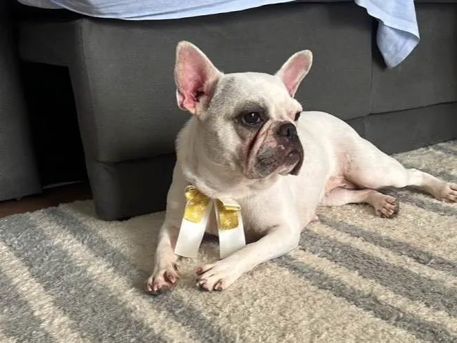 Cachorro raça Bulldog idade 2 anos nome Luna