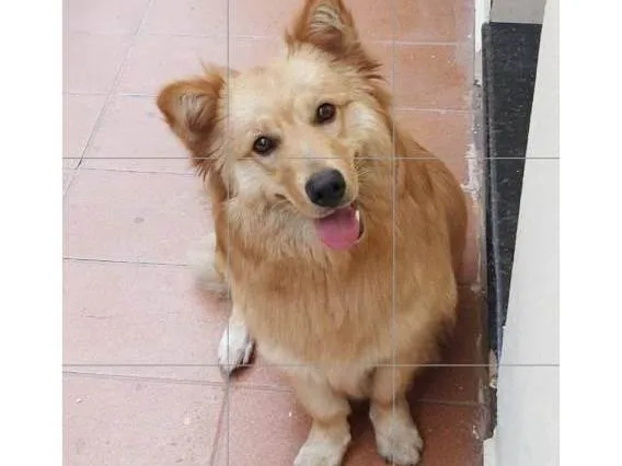 Cachorro ra a  idade 7 a 11 meses nome Nala