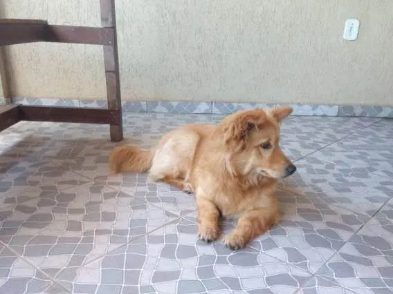 Cachorro ra a  idade 7 a 11 meses nome Nala