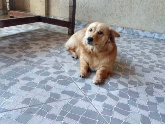 Cachorro ra a  idade 7 a 11 meses nome Nala