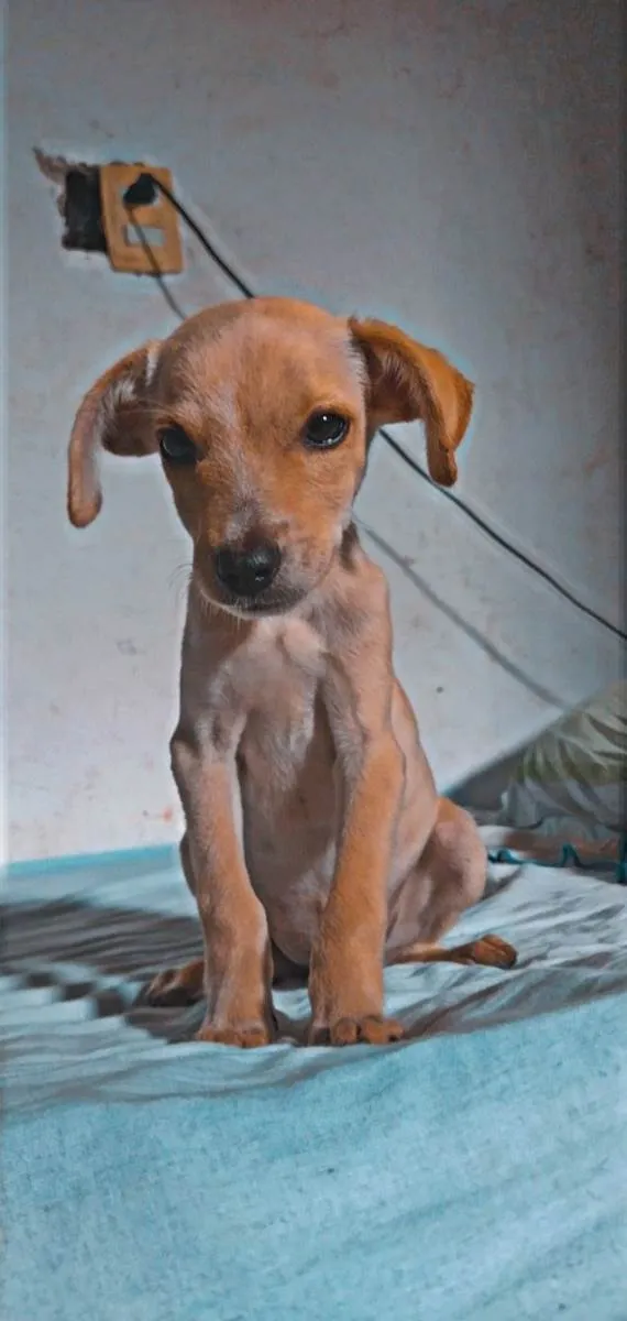 Cachorro ra a SRD-ViraLata idade 2 a 6 meses nome Charlie 