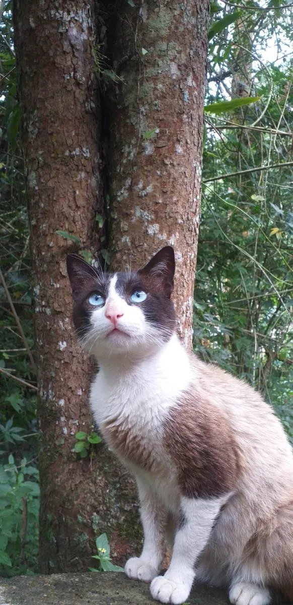 Gato ra a SRD-ViraLata idade 7 a 11 meses nome Murilo