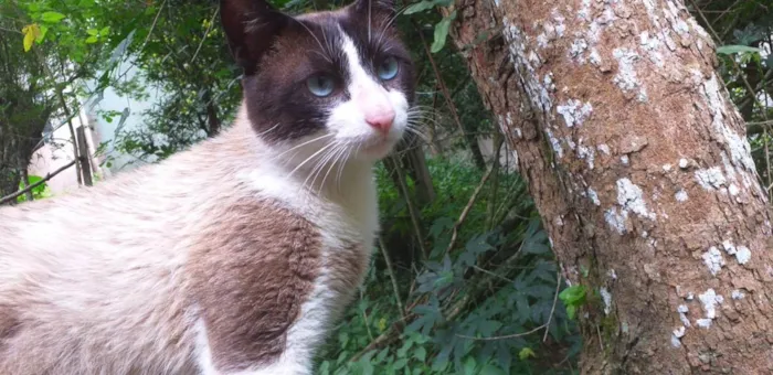 Gato ra a SRD-ViraLata idade 7 a 11 meses nome Murilo