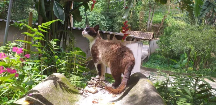 Gato ra a SRD-ViraLata idade 7 a 11 meses nome Murilo