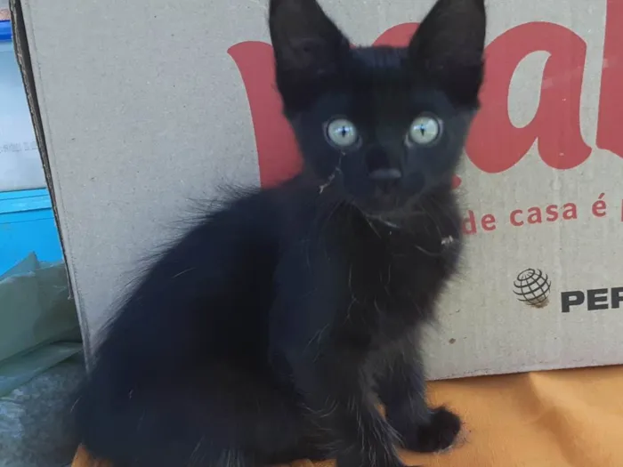 Gato ra a SRD-ViraLata idade 2 a 6 meses nome Thor e Vic