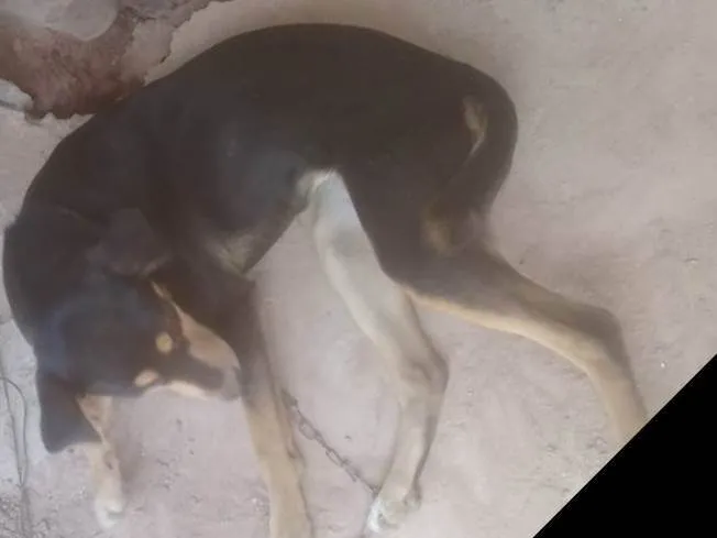 Cachorro ra a SRD-ViraLata idade 4 anos nome Mel