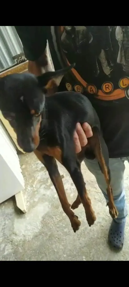 Cachorro ra a  idade 2 a 6 meses nome Pretinho 