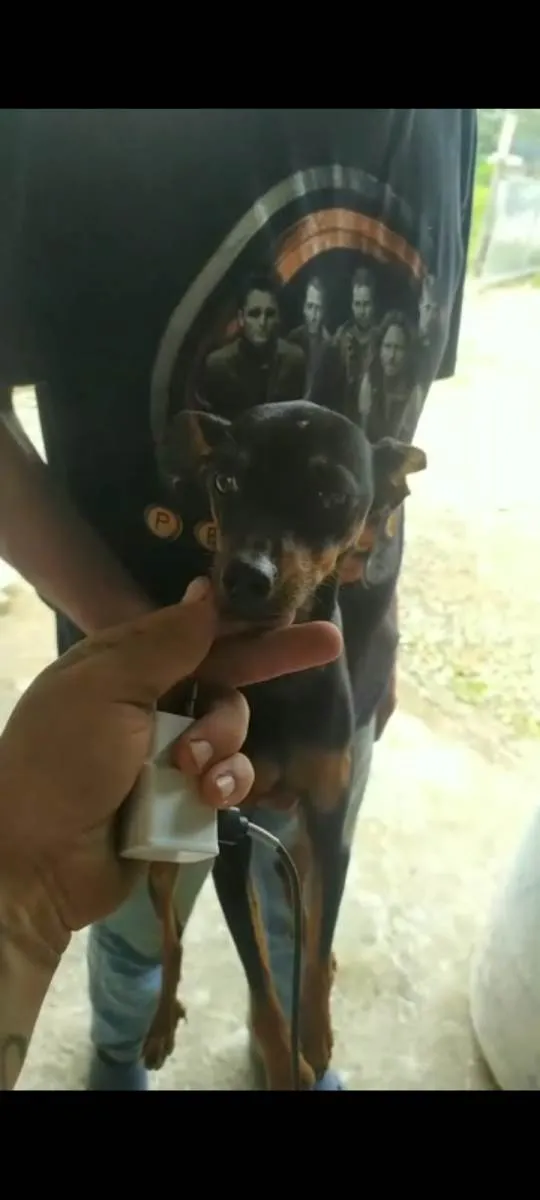 Cachorro ra a  idade 2 a 6 meses nome Pretinho 