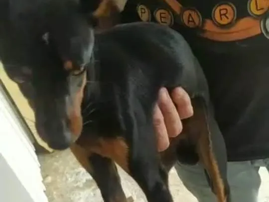 Cachorro ra a  idade 2 a 6 meses nome Pretinho 