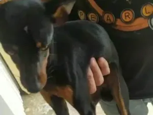 Cachorro raça  idade 2 a 6 meses nome Pretinho 