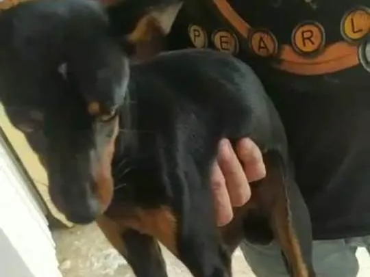 Cachorro ra a  idade 2 a 6 meses nome Pretinho 