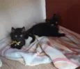Thor e Vic