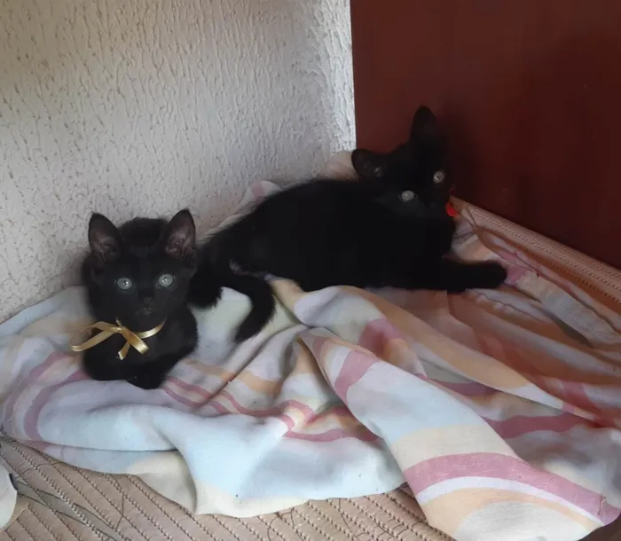 Gato ra a SRD-ViraLata idade 2 a 6 meses nome Thor e Vic