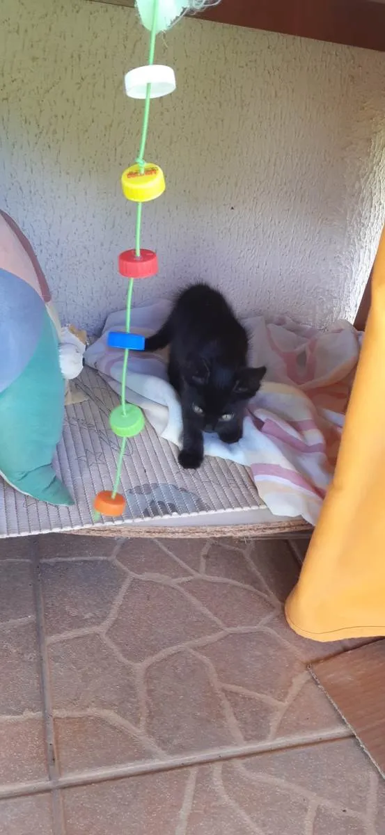 Gato ra a SRD-ViraLata idade 2 a 6 meses nome Thor e Vic