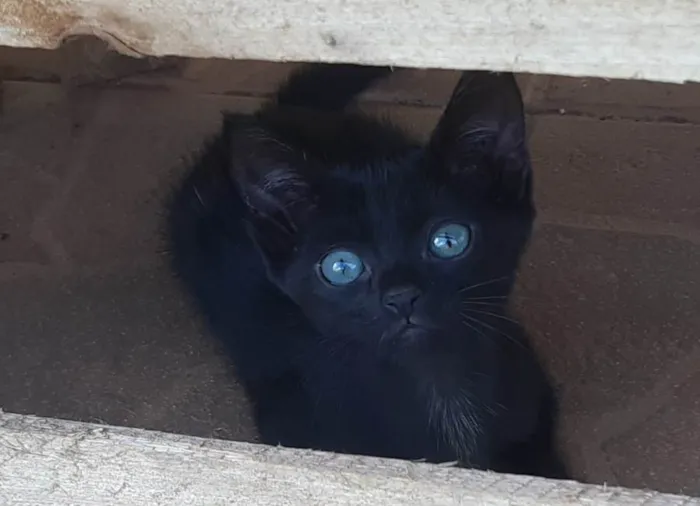 Gato ra a SRD-ViraLata idade 2 a 6 meses nome Thor e Vic