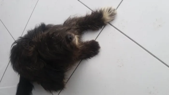 Cachorro ra a Não sei idade 2 a 6 meses nome Beyovem 