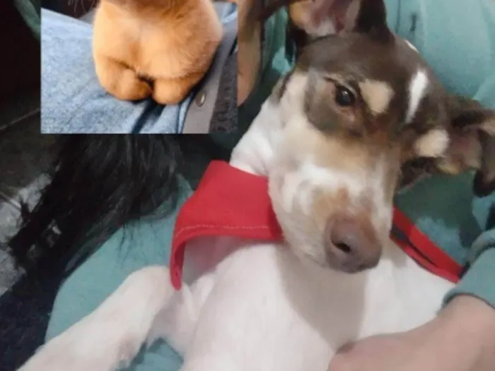 Cachorro ra a SRD-ViraLata idade 1 ano nome Tobias