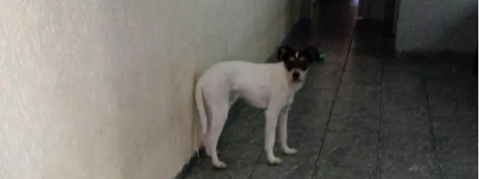 Cachorro ra a SRD-ViraLata idade 1 ano nome Tobias