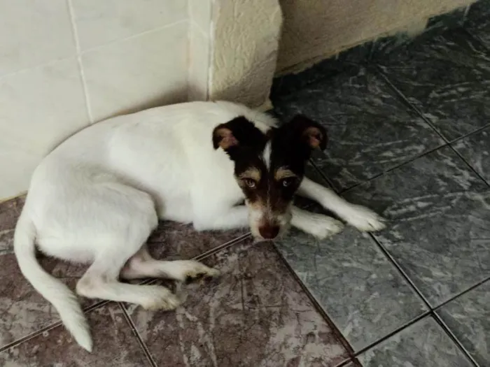 Cachorro ra a SRD-ViraLata idade 1 ano nome Tobias