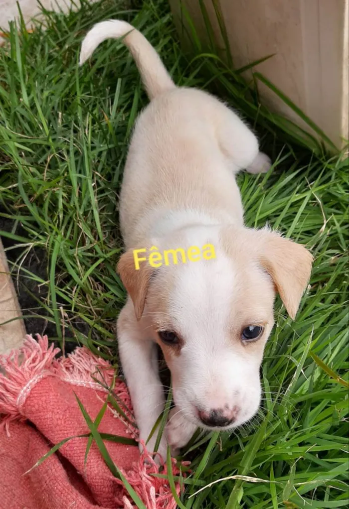 Cachorro ra a SRD-ViraLata e pudool idade Abaixo de 2 meses nome Sem nome 