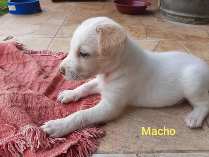 Cachorro ra a SRD-ViraLata e pudool idade Abaixo de 2 meses nome Sem nome 