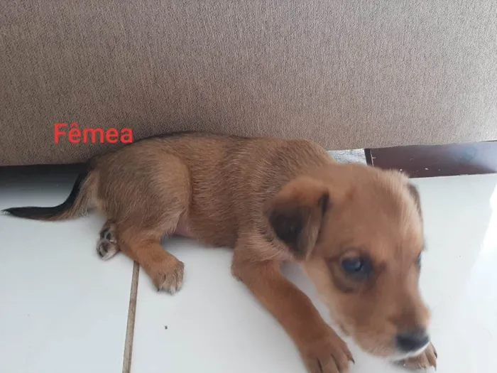 Cachorro ra a SRD-ViraLata e pudool idade Abaixo de 2 meses nome Sem nome 