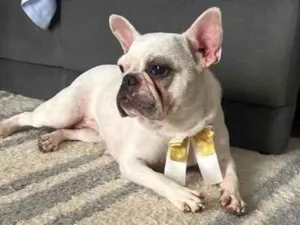 Cachorro raça Bulldog idade 2 anos nome Luna