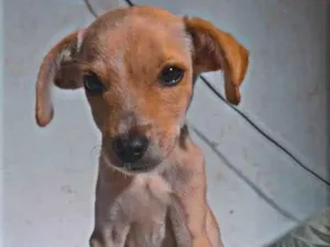 Cachorro raça SRD-ViraLata idade 2 a 6 meses nome Charlie 