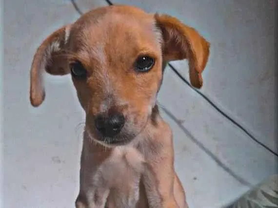 Cachorro ra a SRD-ViraLata idade 2 a 6 meses nome Charlie 