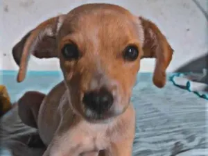 Cachorro raça SRD-ViraLata idade 2 a 6 meses nome Charlie 