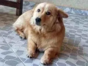 Cachorro raça  idade 7 a 11 meses nome Nala