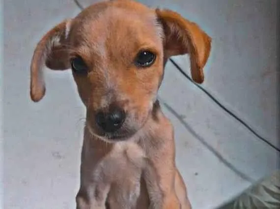 Cachorro ra a SRD-ViraLata idade 2 a 6 meses nome Charlie 