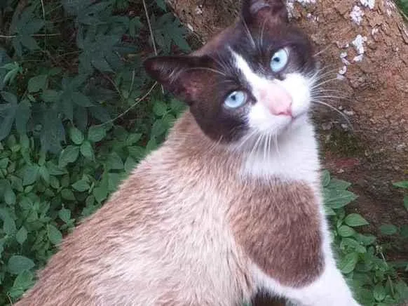 Gato ra a SRD-ViraLata idade 7 a 11 meses nome Murilo