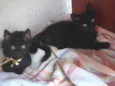 Thor e Vic