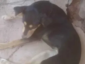 Cachorro raça SRD-ViraLata idade 4 anos nome Mel